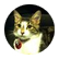 koolkitten22