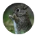 krauserachael