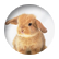 largeearedbunny