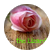 lizzythelizard1175