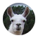 llamamamma