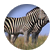 marissarose