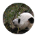 martinopatton