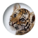 meowhikitties