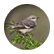 mockingbird77
