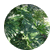 mogank