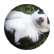 mswilkie