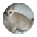 nicoleges