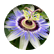 orcagurl8