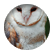 owl_stitch13