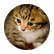 pandaizboss