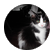 pawsp7