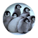 penguin10
