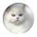 persiancat