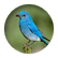 plopster