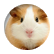puffball22