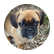 puggleparty