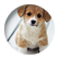 puppies10121
