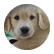puppydog64