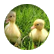 robemily