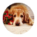 rockythegoldenpup
