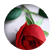 rosepose