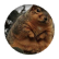 sachsl