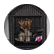sammybear
