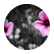 sc136154