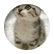 shala666