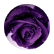 sharmaynejtps