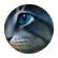 sicooper
