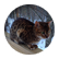 silascat