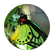 skye101