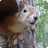 squirrels2random