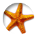 starfish2011