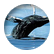 stellanicho