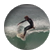 surfhawk