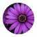 talis68