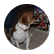 thetreehousepug9