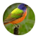 tweettweetimabirdy