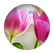 upsydaisy