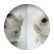 vanilaroxs
