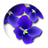 violets35