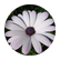 whiteflower
