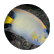 wwp21