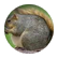 zangrilli