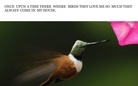 ALL KINDS OF BIRDS