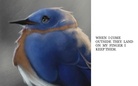 ALL KINDS OF BIRDS
