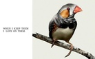 ALL KINDS OF BIRDS